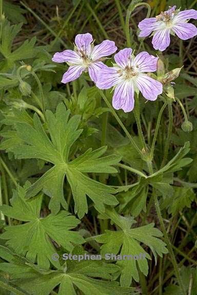 geranium californicum 4 graphic